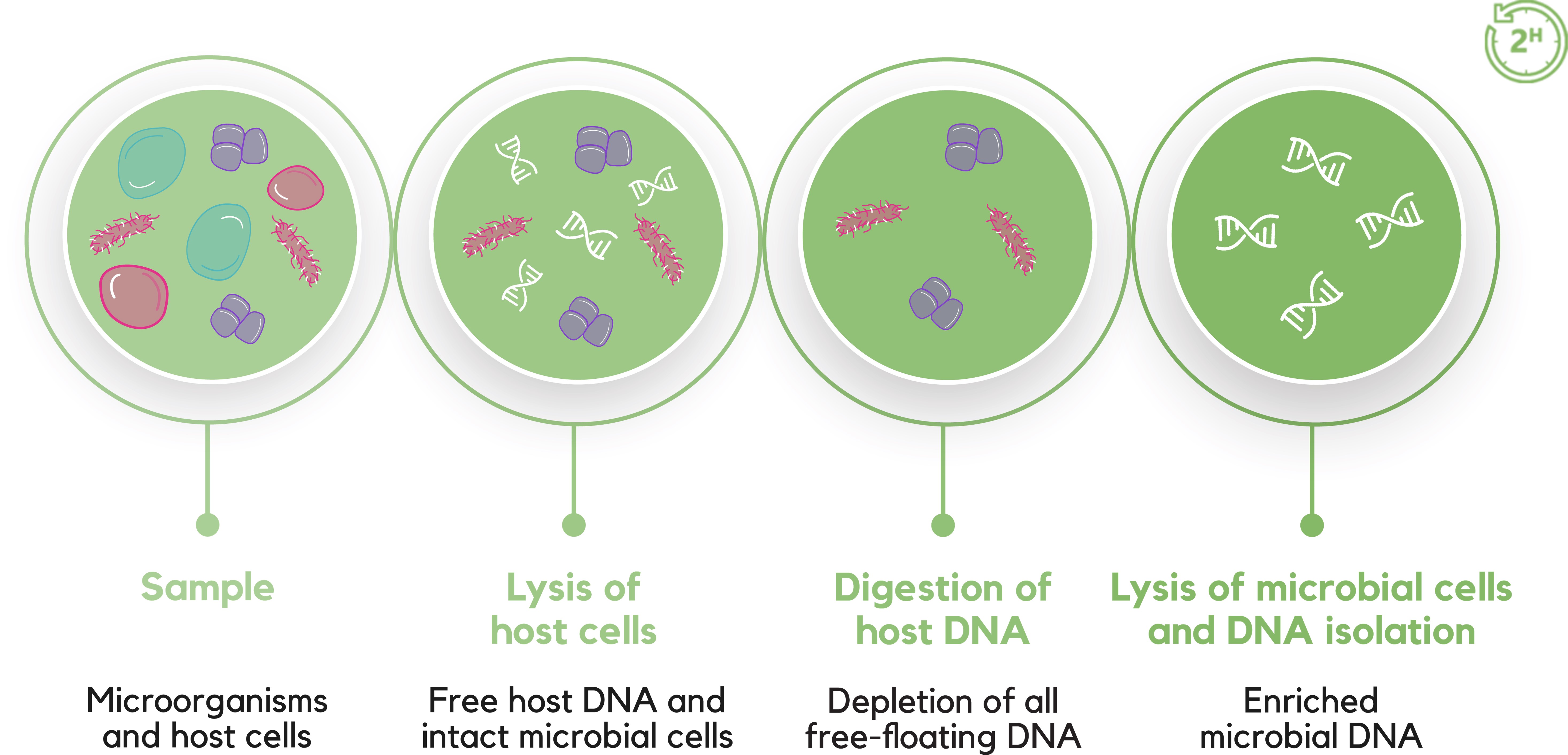 Host Dna Degradation: A Timeline Of Destruction - 75cangh