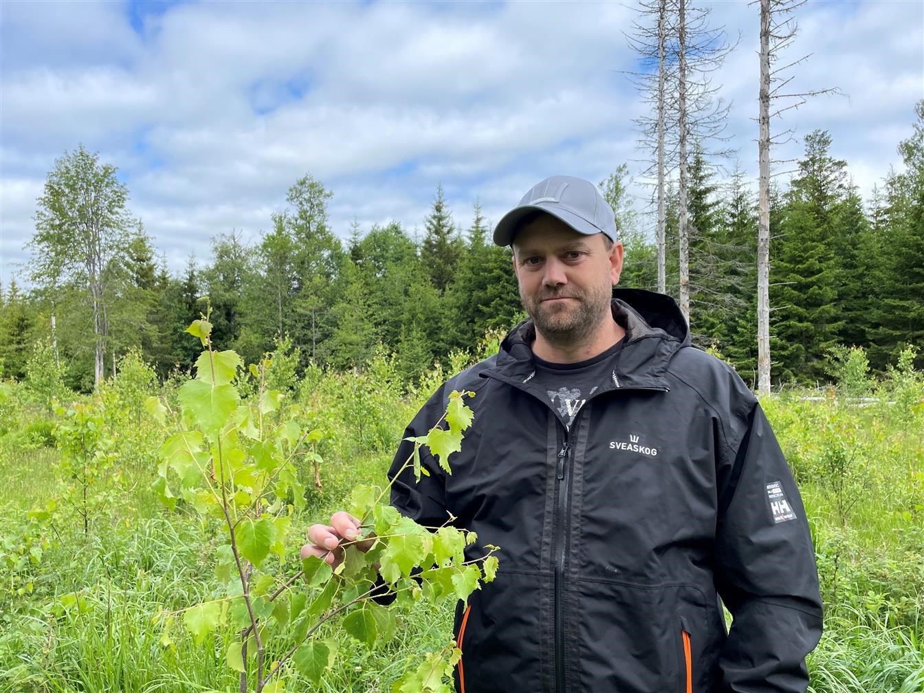 Reforesting