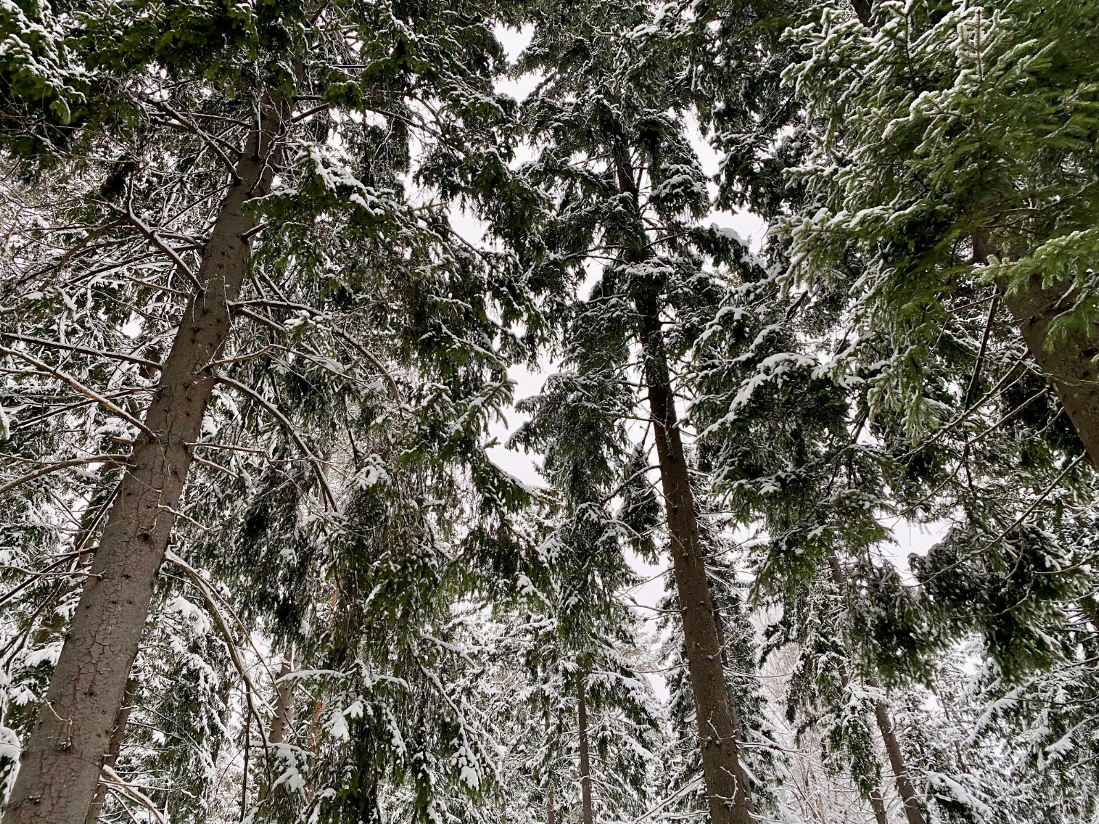 Snowy forest