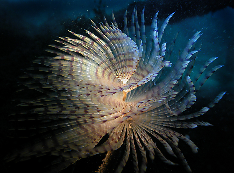 How to prevent galvanic corrosion of your housing with Zinc