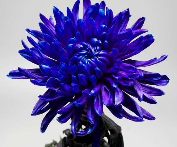 Which flower absorbs coloring the fastest?